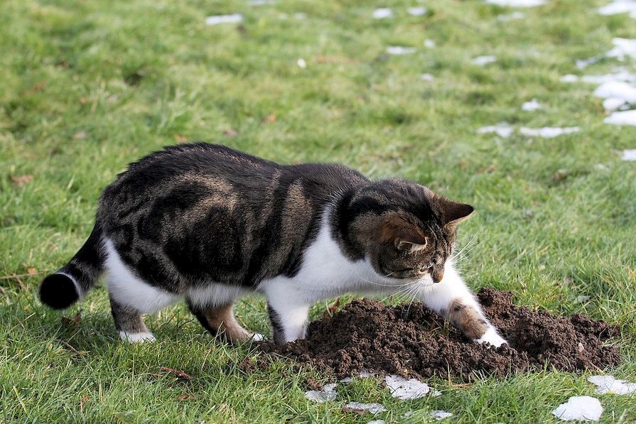 Mačka naháňa krtkov na zahrade