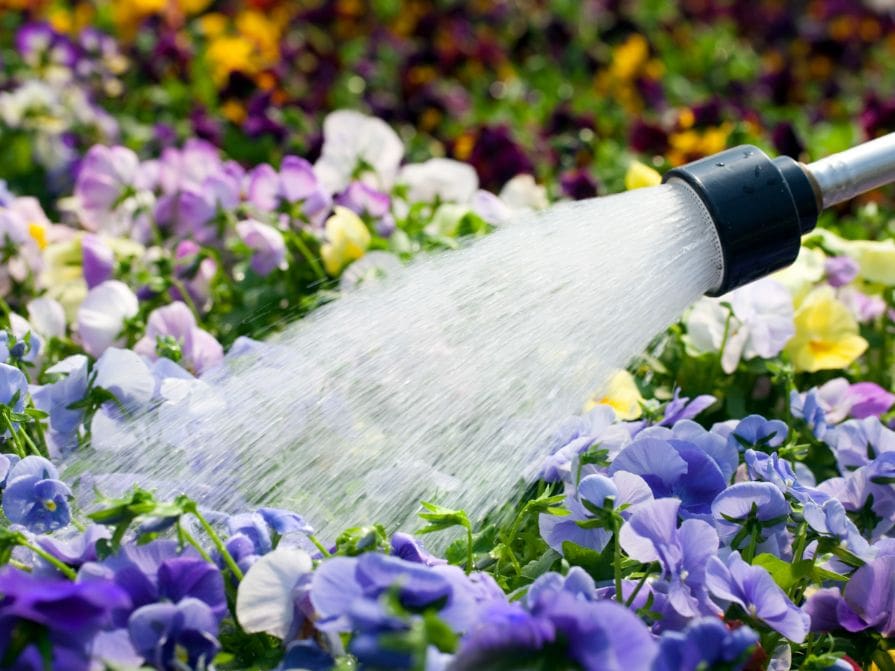 Zavlažovanie okrasných kvetov v záhrade
