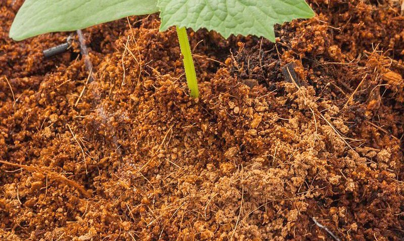 Kokosový substrát ako hnojivo pre rastliny