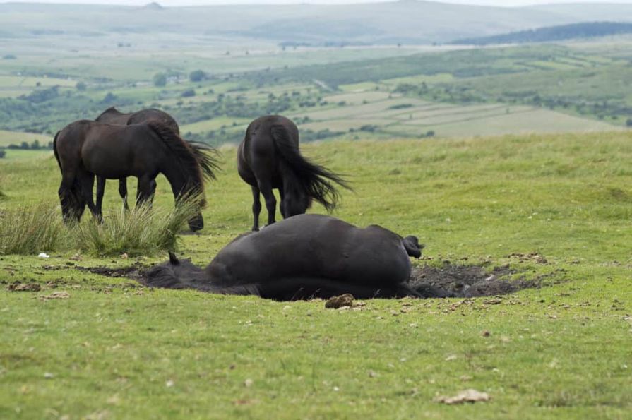 Tri čierne kone na zablatenej pastvine