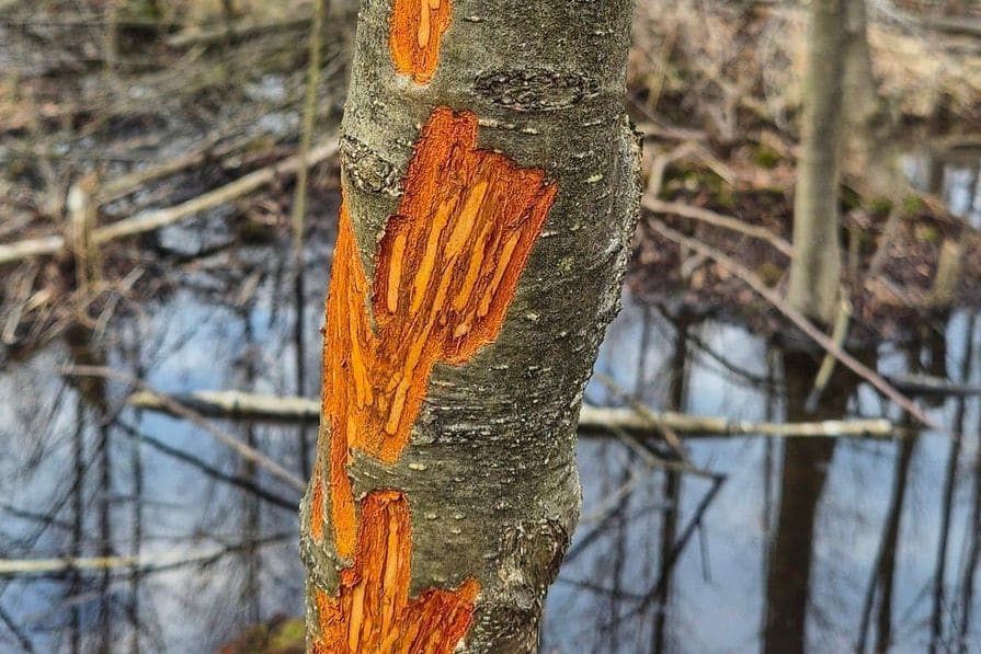Kôra stromu zničená jeleňom