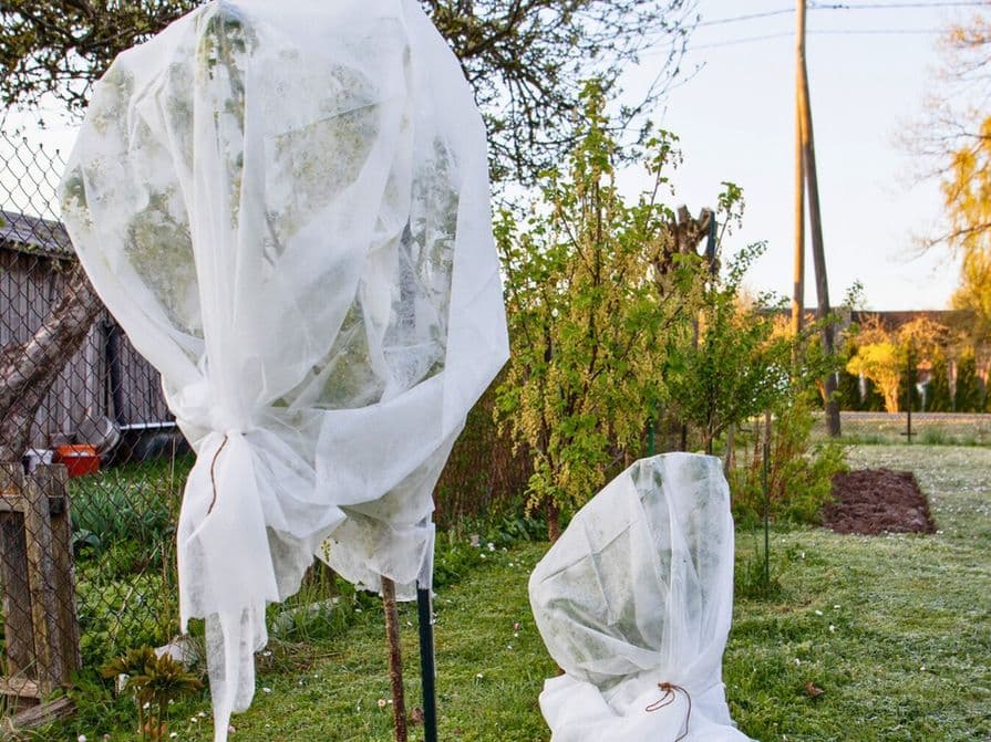 Ochrana stromov proti mrazu