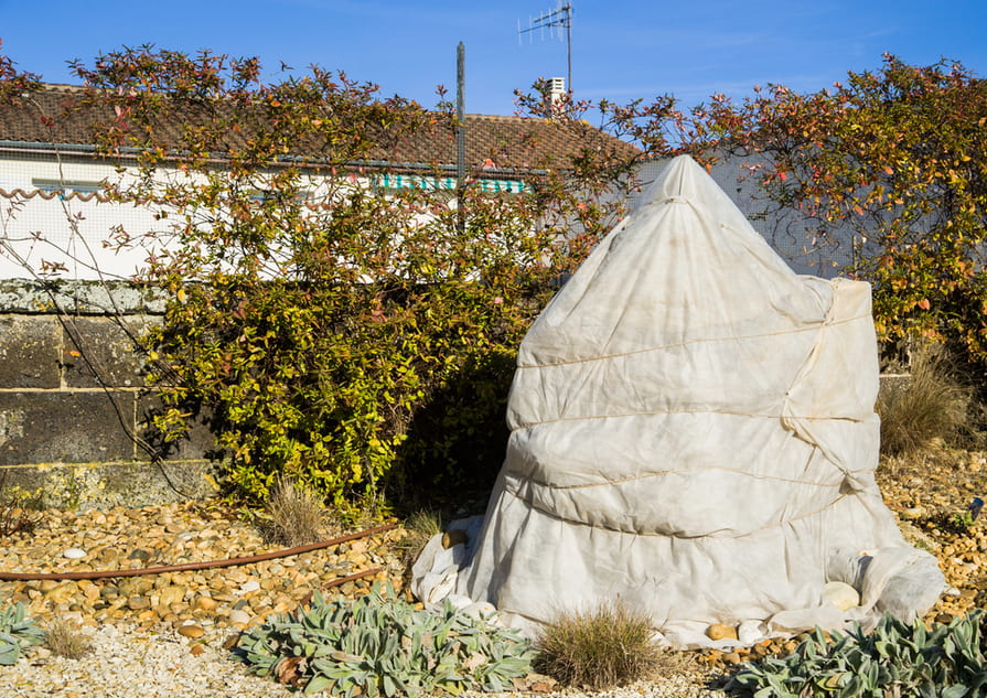 Oleander zabalený v bielej netkanej textílii