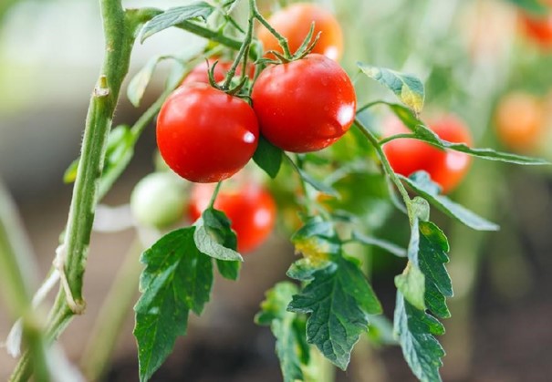 Výsadba paradajok