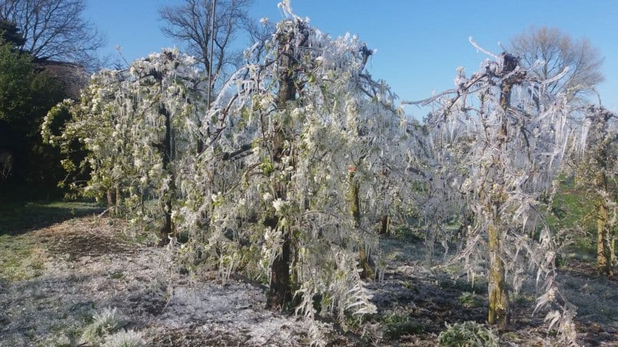 Stromy v sade počas jarných mrazíkov 