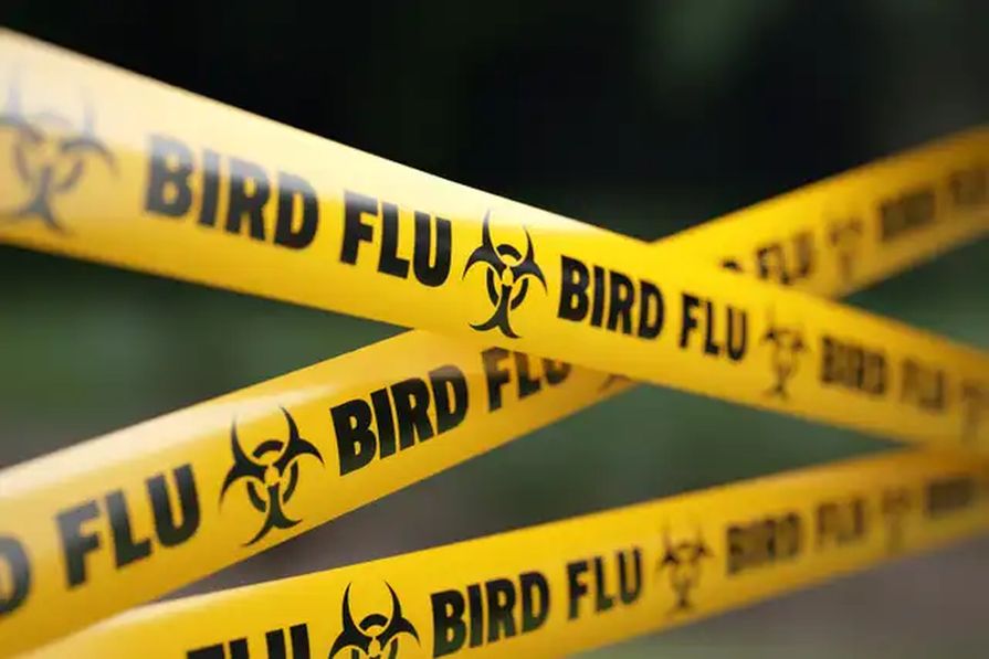 Výstražná páska: Vtáčia chrípka