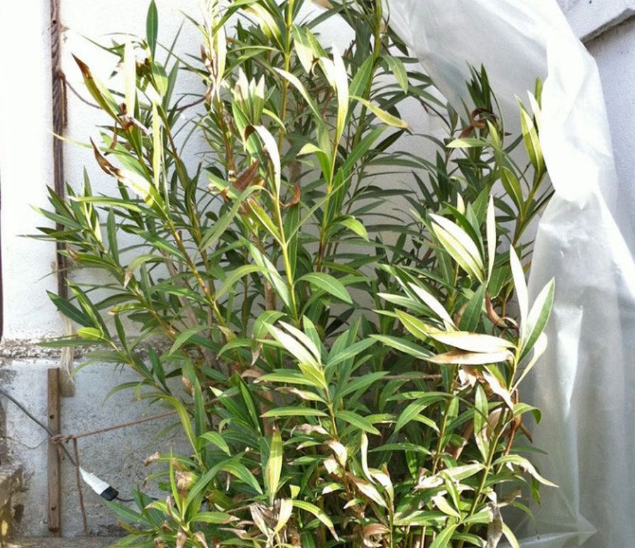 Zazimovanie oleanderu v záhrade