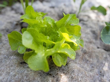 Greentex Mulchfleece EKO W 250g