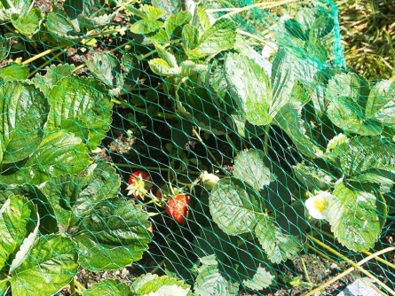 Birdnet (7 g/m², oko 17×17 mm)