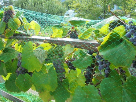 Birdnet (7 g/m², oko 17×17 mm)