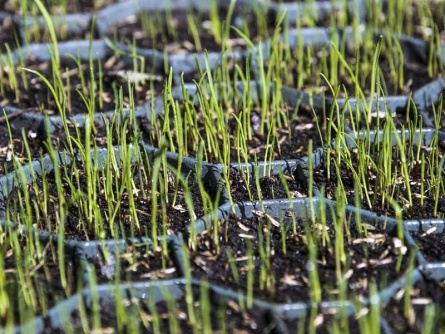 Geopave PROFI (400 t/m²)