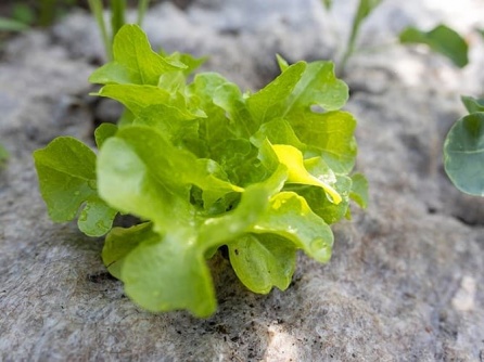 Greentex Mulchfleece EKO W 250g